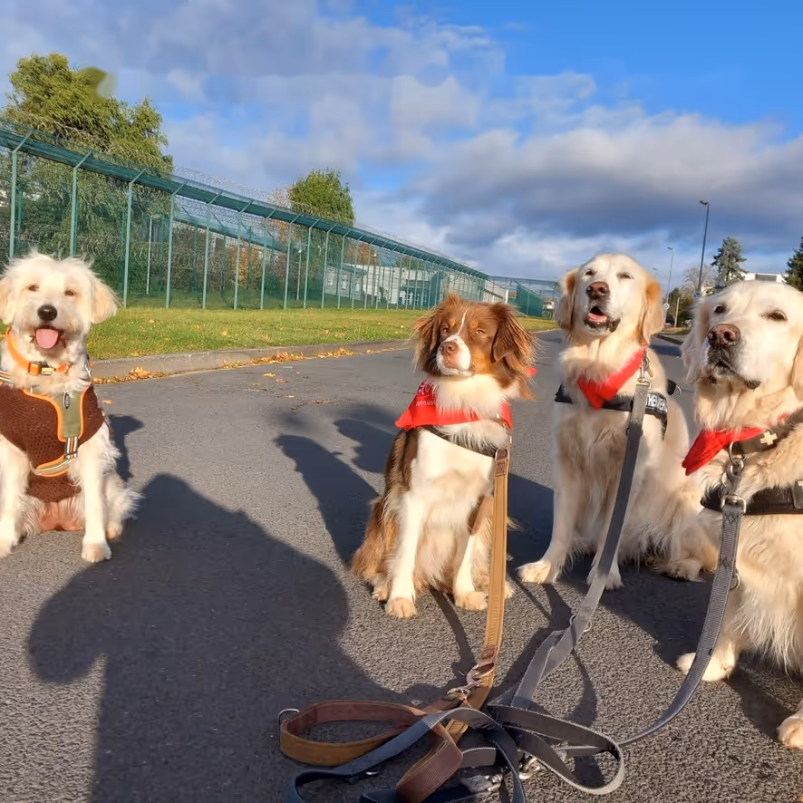 Therapiehunde im Einsatz