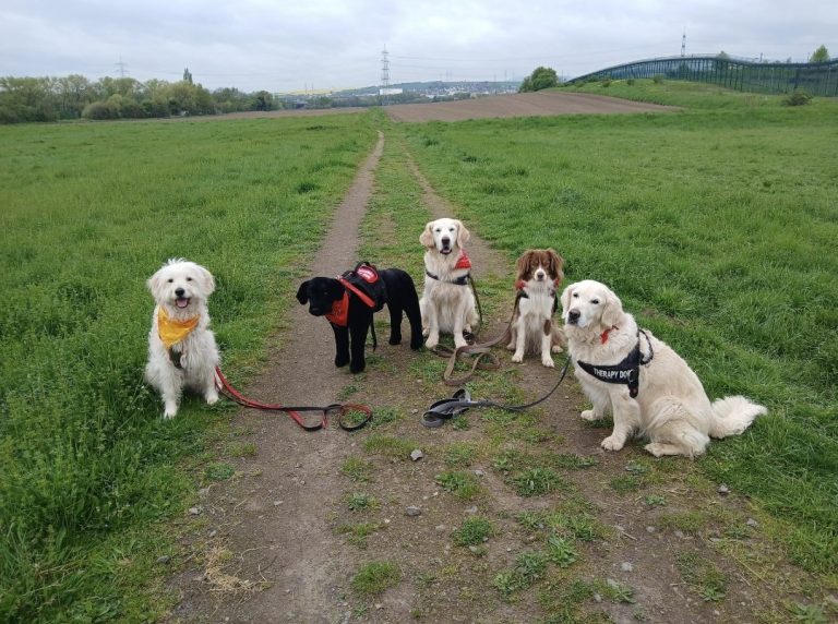 Therapiehund im Einsatz