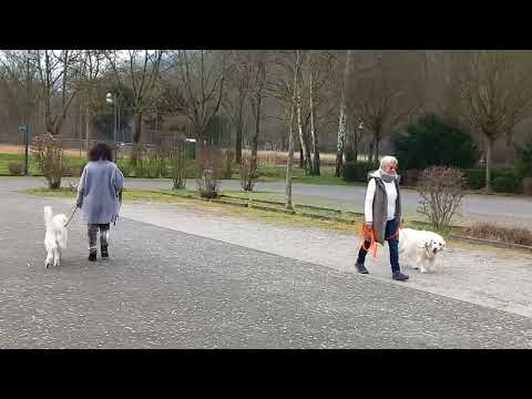 Durchbruch im Thema Hundebegegnungen