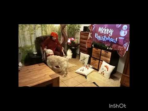 Verhaltenskette Weihnachtsfolge