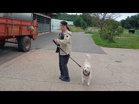 Leinenführigkeit — Training mit Dr. Viviane Theby